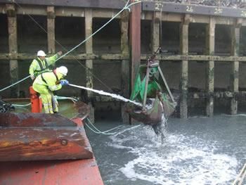 Cutts Marine provided workboat and salvage pumps whilst the clearance of the river bed was carried at Newhaven port, all material recovered from the river bed was washed before being put ashore.